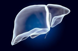 Human liver with gallbladder, x-ray hologram. 3D rendering on dark blue background